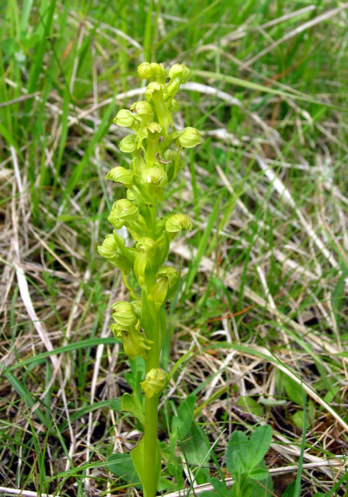 Photo.Frog-orchid.Coeloglossum-viride.Orchis-grenouille..France
