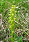 Photo.Frog-orchid.Coeloglossum-viride.Orchis-grenouille.France