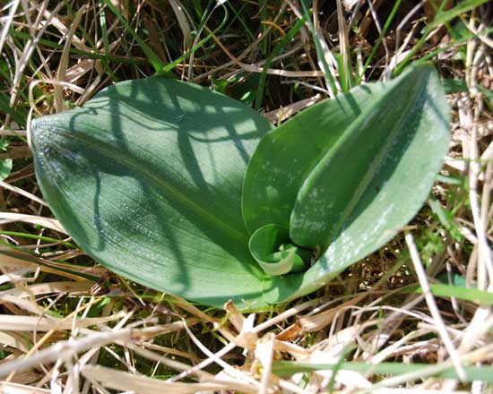 Image.Greater-butterfly-orchid.jpg