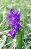 Photo.Green.winged.orchid.France