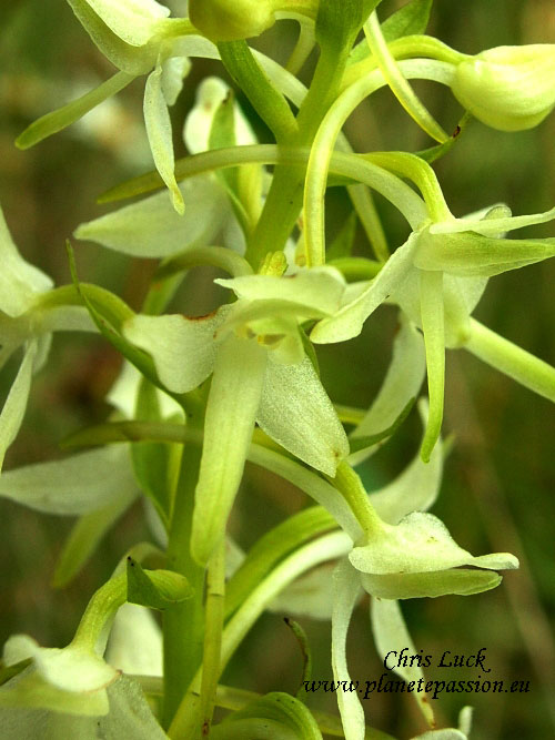 Flowers-lesser-butterfly-orchid-france