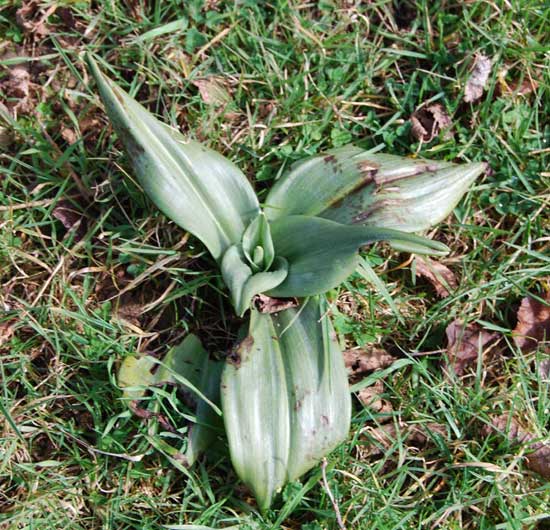 Photo_Lizard-orchid-leaves_France.jpg