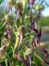 Photo.Lizard-orhid.Himantoglossum-hircinum.Orchis-bouc..France