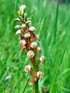 Photo.Man-orchid.Aceras-anthropophorum.Homme-pendu.France