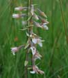 Photo_Marsh-Helleborine_Epipactis-palustris_Epipactis-des-marais_France.jpg