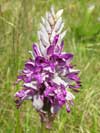 Photo.Military-orchid.Orchis-militaris.Orchis-militaire.France