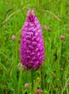 Photo.Pyramid-orchid.Anacamptis-pyramidalis.Orchis-pyramidal.France