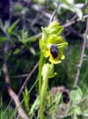 Photo.Yellow-Ophrys.Ophrys-lutea.Ophrys-jaune.France