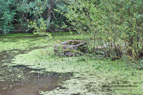 Unused-interesting-farm-pond-in-France