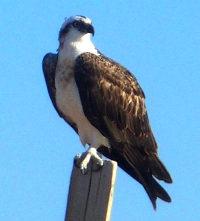 Osprey-in-france