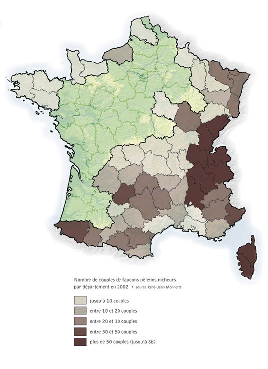 Range-Peregrine-Falcon-in-France