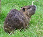 Ragondin-Coypu-France