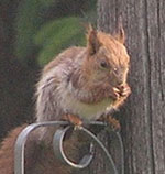 No-grey-squirrels-in-france-only-red