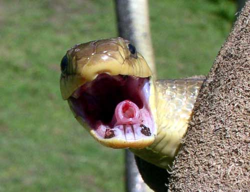 Photo-Aesculapian-snake-with-mouth-open-France