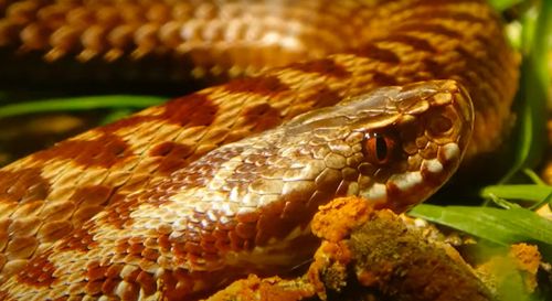 vipera berus