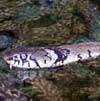 Photo.Grass.snake.France