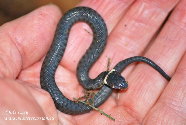 French-grass-snake