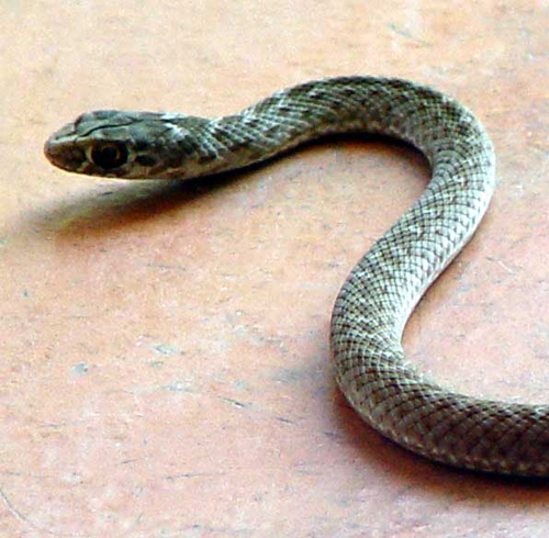 Photo.Montpellier-snake-juvenile.Malpolon-monspessulanus.France.jpg