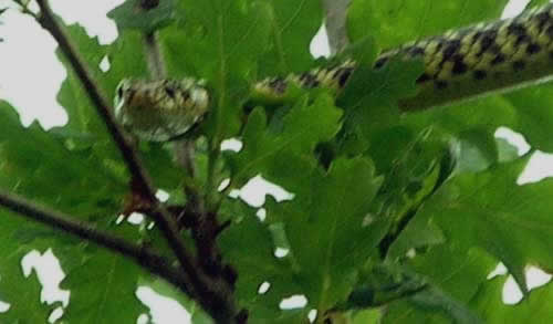 Photo.Western-whip-snake-showing.climing-ability-in-a-tree.France.jpg