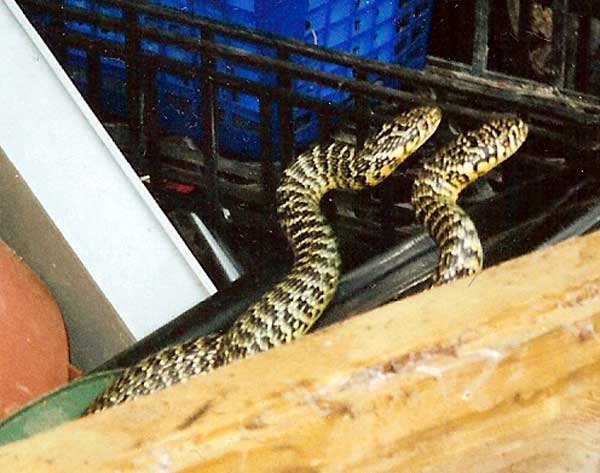 Photo.Western-whip-snakes-breeding.France.Janet-Desforges.