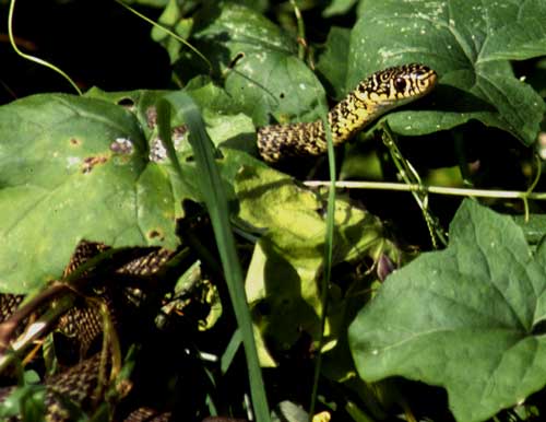 Photo.Western-whip-snake..Coluber-viridiflavus..Couleuvre-verte-et-jaune.France.Peter-Williams