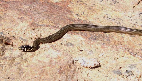 Photo.Western-whip-snake..Coluber-viridiflavus..Couleuvre-verte-et-jaune.Hatchling.France.Roger-Meek