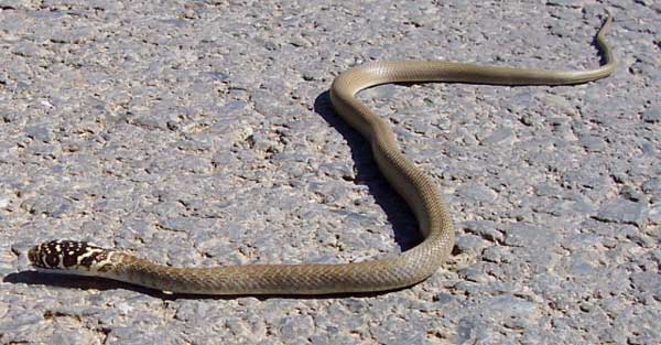 Photo.Western-whip-snake..Coluber-viridiflavus..Couleuvre-verte-et-jaune.Juvenile.France.Roger-Meek