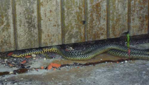 Western-whip-snakes-mating-Photo-Molly-France