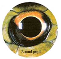 Photo.round.pupil