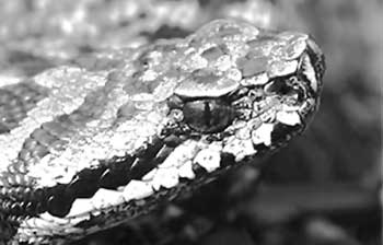 ... Side view of the head of an Asp Viper, small scales