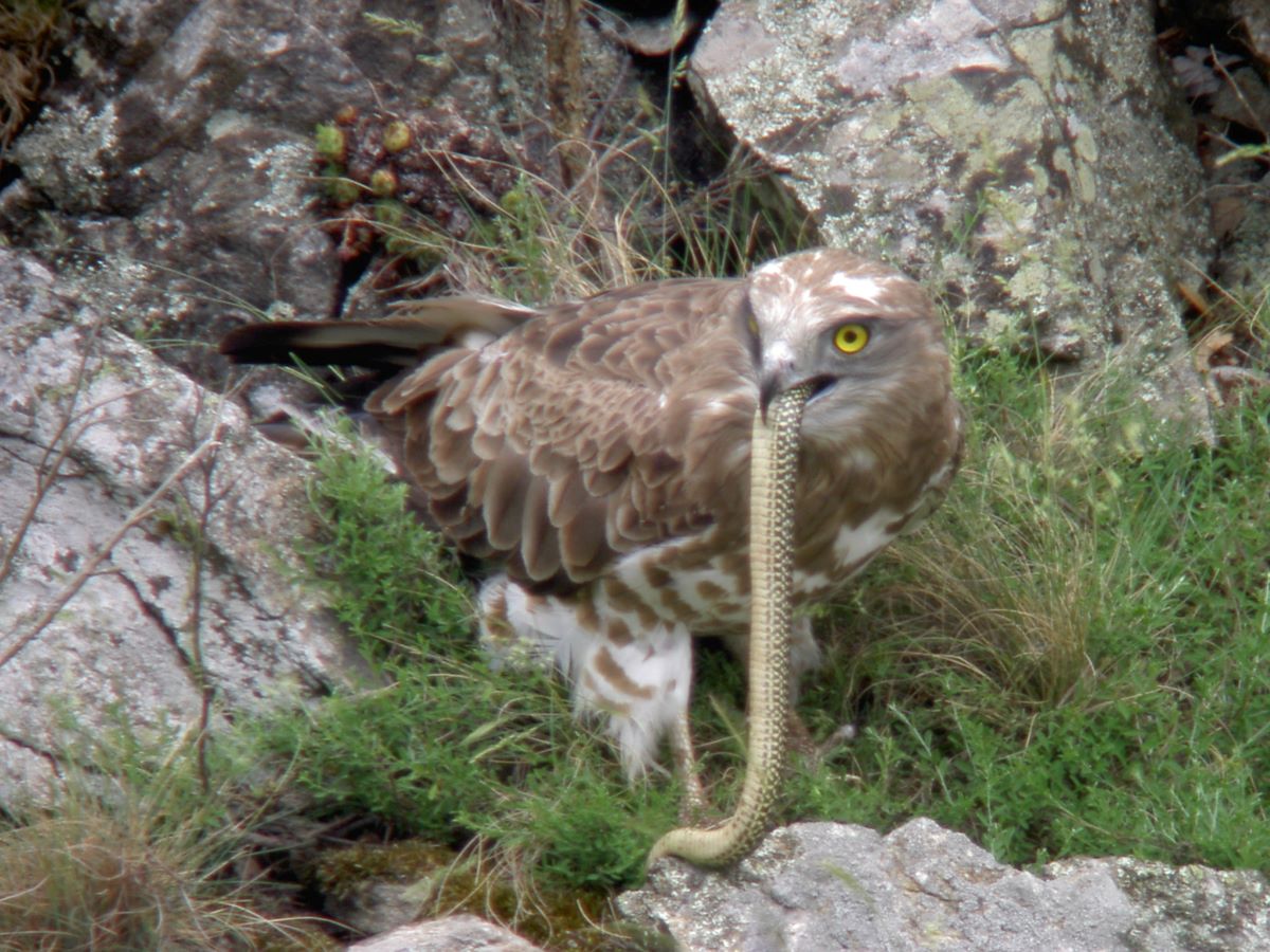 Snake-eagle-France