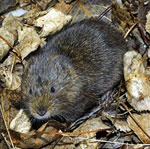 Southern-water-vole-France