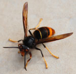 Asian Hornet France