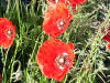 Poppies-in-France