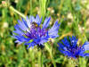 Agricultural-flowers-plants-cornflower-france