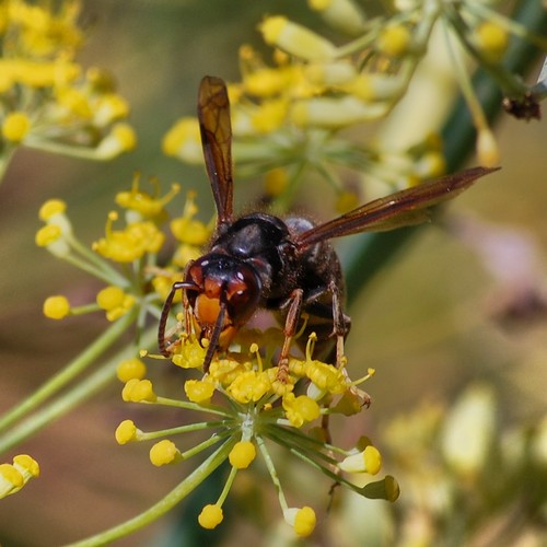 Asian hornet in france