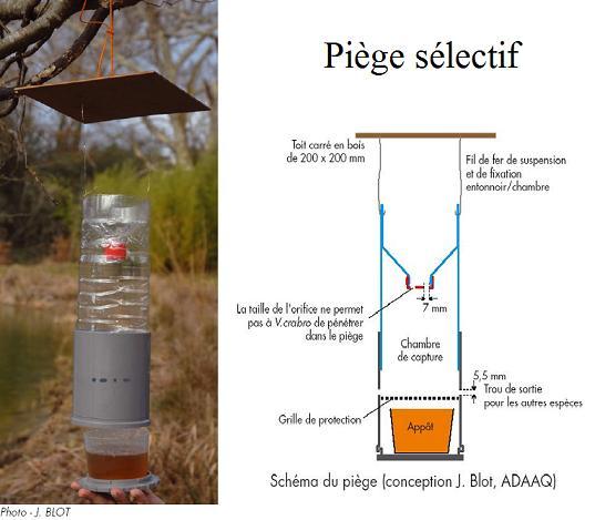 Photo_Asian-Hornet-trap_Piege-a-frelons-asiatiques_France