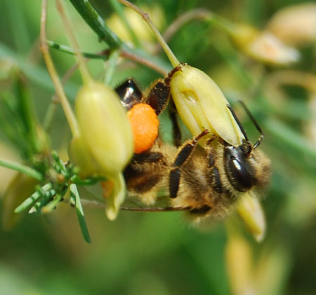 Bee collecting pollen