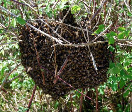 Bee swarm-France