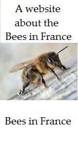 All-about-bees-in-france