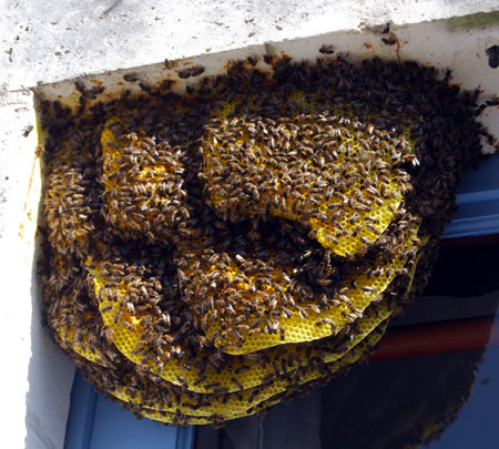 Bee-swarm-in-a window-France