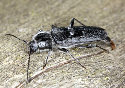 House-Longhorn-beetle-France