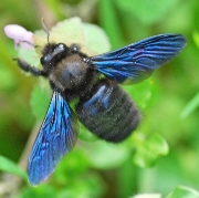 Abeille-charpentiere-France