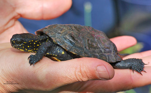 Pond-turtles-in-Vienne-France