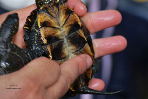 Monitoring-pond-turtles-in-France