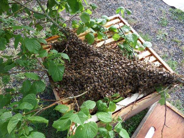 Bees-in-France-hiving-a-swarm