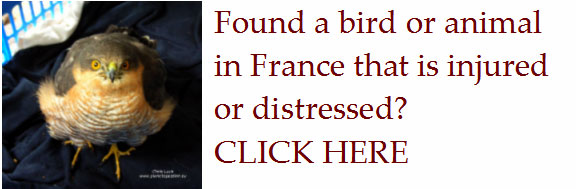 Found-an-injured-bird-hedgehog-animal-france