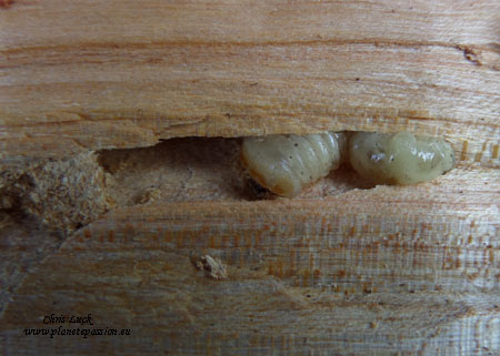 Longhorn-grub-in-firewood-France