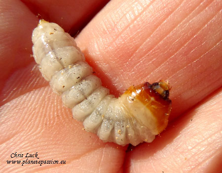 Capricorne-larvae-longhorn-beetle-France