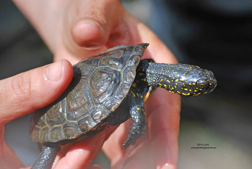 Cpnservation-pond-turtles-in-france